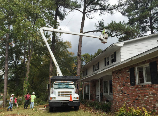Best Tree Removal  in Templeton, CA