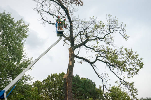 Best Arborist Consultation Services  in Templeton, CA