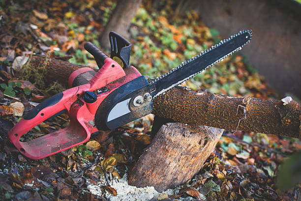 Reliable Templeton, CA Tree Care Solutions